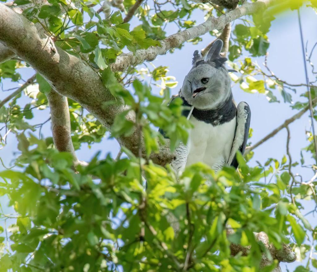 Green Diamond Amazon Lodge Пуерто-Мальдонадо Екстер'єр фото